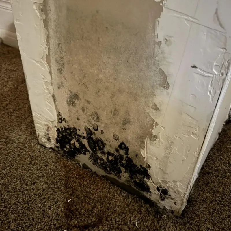 Professional Mold Removal in Canyon Day, AZ